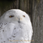 Monatsthema Tiere - Fotograf Albert Wenz