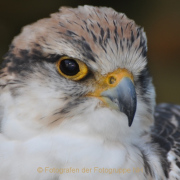 Monatsthema Tiere - Fotograf Albert Wenz