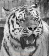 Monatsthema Tiere - Fotografin Anne Jeuk