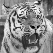 Monatsthema Tiere - Fotografin Anne Jeuk