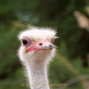 Monatsthema Tiere - Fotografin Anne Jeuk