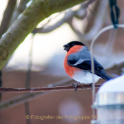 Monatsthema Tiere - Fotograf Joachim Clemens