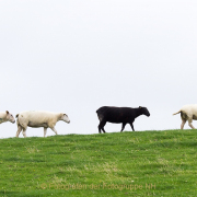 Monatsthema Tiere - Fotografin Jutta R. Buchwald