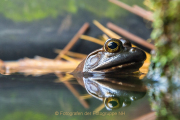 Monatsthema Tiere - Fotograf Olaf Kratge