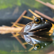 Monatsthema Tiere - Fotograf Olaf Kratge