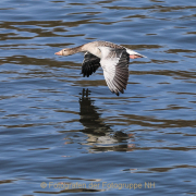 Monatsthema Tiere - Fotograf  Werner Ch. Buchwald