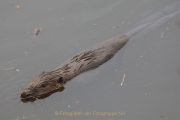 Monatsthema Tiere - Fotograf  Werner Ch. Buchwald