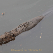 Monatsthema Tiere - Fotograf  Werner Ch. Buchwald