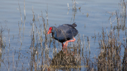 Monatsthema Tiere - Fotograf Clemens Schnitzler