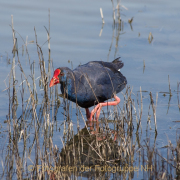 Monatsthema Tiere - Fotograf Clemens Schnitzler