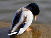 Monatsthema Tiere - Fotograf Henry Mann