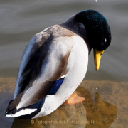 Monatsthema Tiere - Fotograf Henry Mann