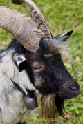Monatsthema Tiere - Fotograf Henry Mann