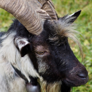 Monatsthema Tiere - Fotograf Henry Mann