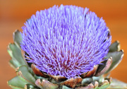 Monatsthema Blüten - Fotograf Albert Wenz