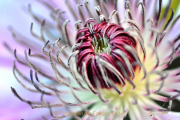 Monatsthema Blüten - Fotograf Albert Wenz