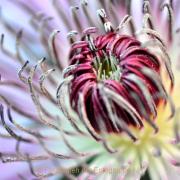 Monatsthema Blüten - Fotograf Albert Wenz