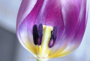 Monatsthema Blüten - Fotograf Albert Wenz