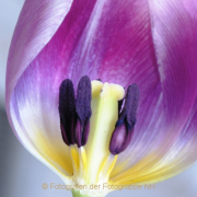 Monatsthema Blüten - Fotograf Albert Wenz