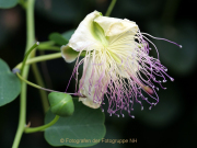 Monatsthema Blüten - Fotografin Anne Jeuk