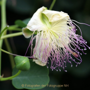 Monatsthema Blüten - Fotografin Anne Jeuk