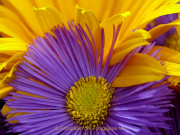 Monatsthema Blüten - Fotografin Anne Jeuk