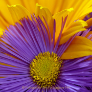 Monatsthema Blüten - Fotografin Anne Jeuk