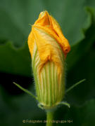Monatsthema Blüten - Fotografin Anne Jeuk