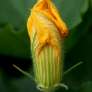 Monatsthema Blüten - Fotografin Anne Jeuk