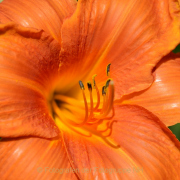 Monatsthema Blüten - Fotograf Christoph Fuhrmann