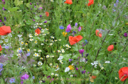 Monatsthema Blüten - Fotograf Christoph Fuhrmann