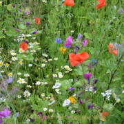 Monatsthema Blüten - Fotograf Christoph Fuhrmann