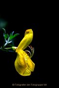 Monatsthema Blüten - Fotografin Jutta R. Buchwald
