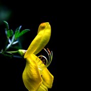 Monatsthema Blüten - Fotografin Jutta R. Buchwald
