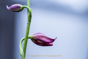 Monatsthema Blüten - Fotografin Jutta R. Buchwald