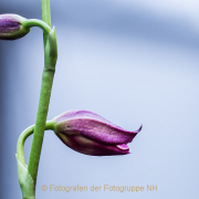 Monatsthema Blüten - Fotografin Jutta R. Buchwald