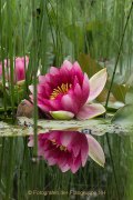 Monatsthema Blüten - Fotografin Jutta R. Buchwald