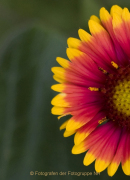 Monatsthema Blüten - Fotograf Helmut Joa
