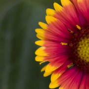 Monatsthema Blüten - Fotograf Helmut Joa