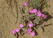 Monatsthema Blüten - Fotograf Helmut Joa