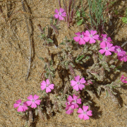 Monatsthema Blüten - Fotograf Helmut Joa