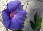 Monatsthema Blüten - Fotograf Helmut Joa