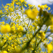 Monatsthema Blüten - Fotografin Nicole Gieseler