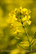 Monatsthema Blüten - Fotografin Nicole Gieseler