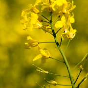 Monatsthema Blüten - Fotografin Nicole Gieseler