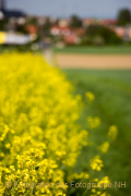 Monatsthema Blüten - Fotografin Nicole Gieseler