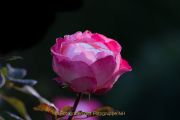 Monatsthema Blüten - Fotograf Olaf Kratge