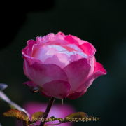 Monatsthema Blüten - Fotograf Olaf Kratge