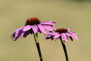 Monatsthema Blüten - Fotograf Olaf Kratge