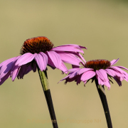 Monatsthema Blüten - Fotograf Olaf Kratge